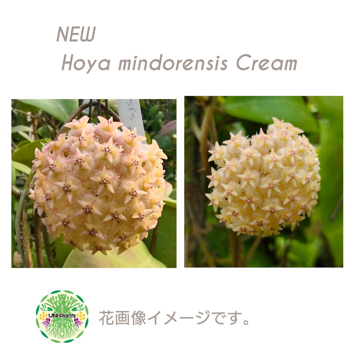 ホヤ　ミンドレンシス Hoya mindorensis lite yellow ホヤ ミンドレンシス ライトイエロー