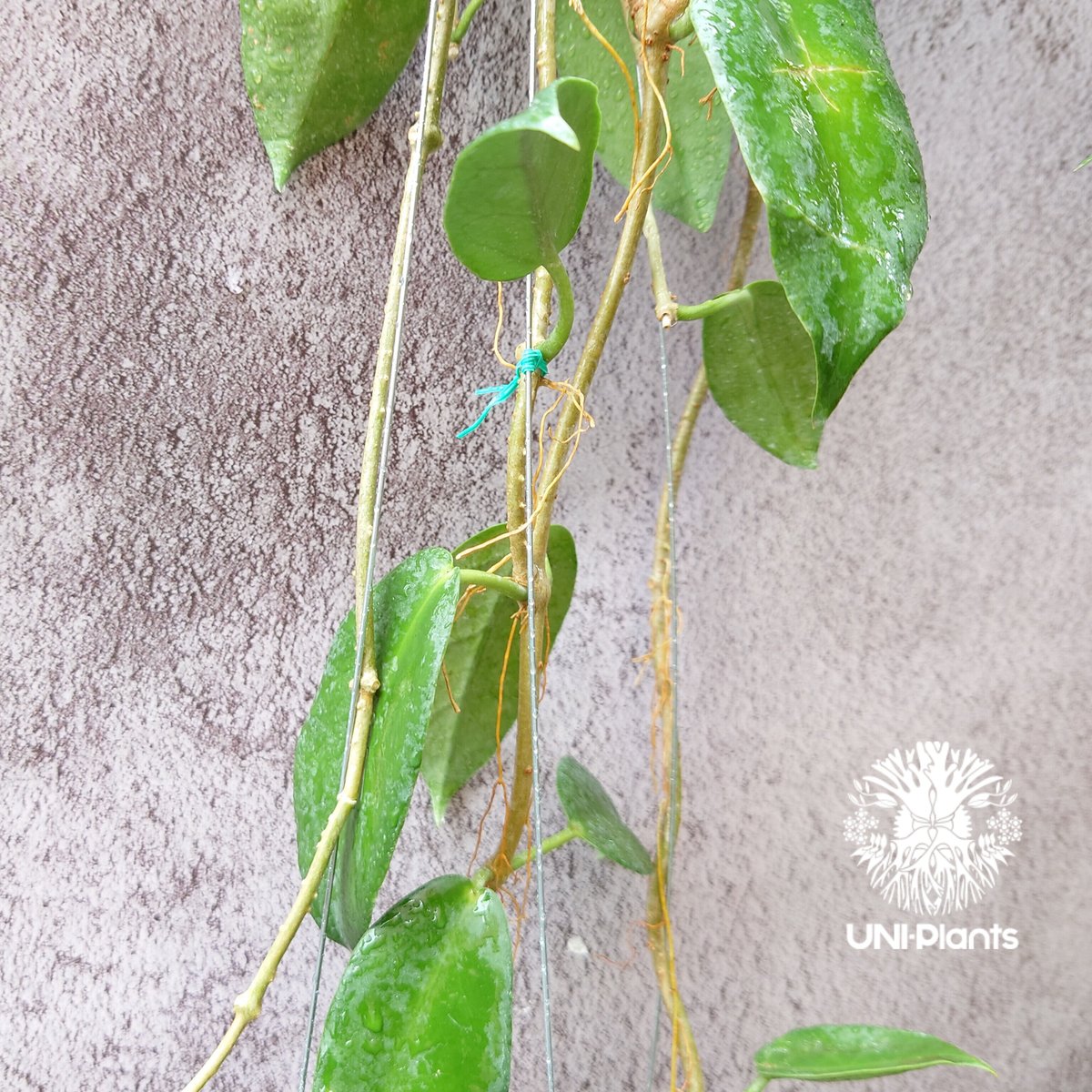 【ギフ_包装】 Hoya macgillivrayi ホヤの花 ホヤ植物 マクギリブライ ホヤ 鉢花