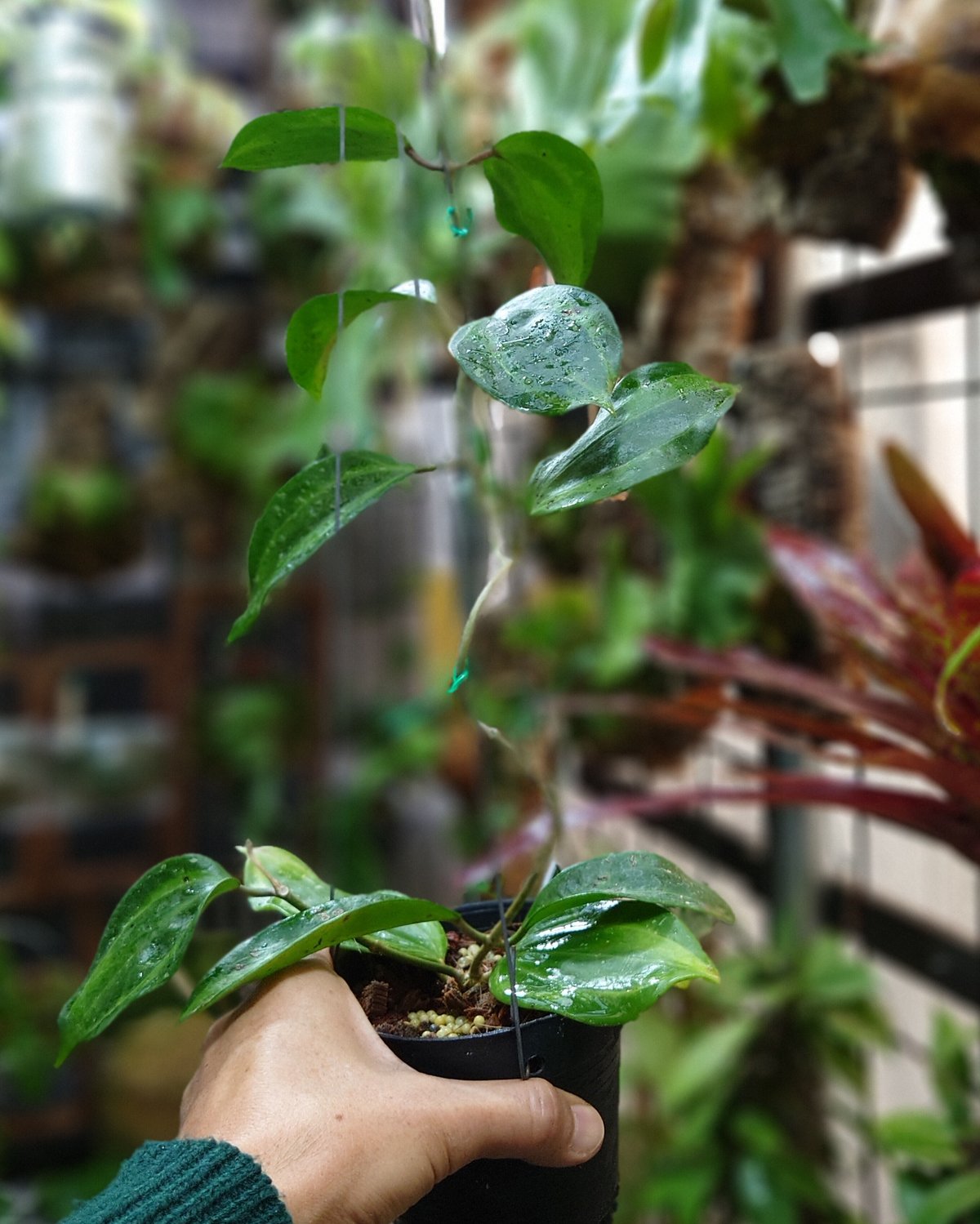 Hoya macrophylla 'Bai Bou' ホヤ マクロフィラ バイボウ 希少なホ...