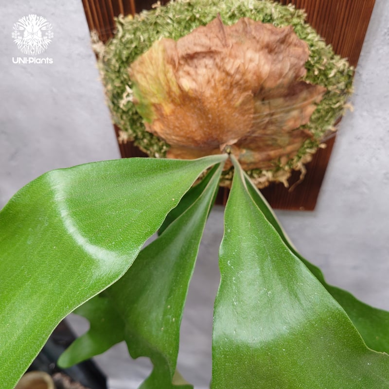 ビカクシダ アルテミス Platycerium Artemis (Alcicorne x Qu