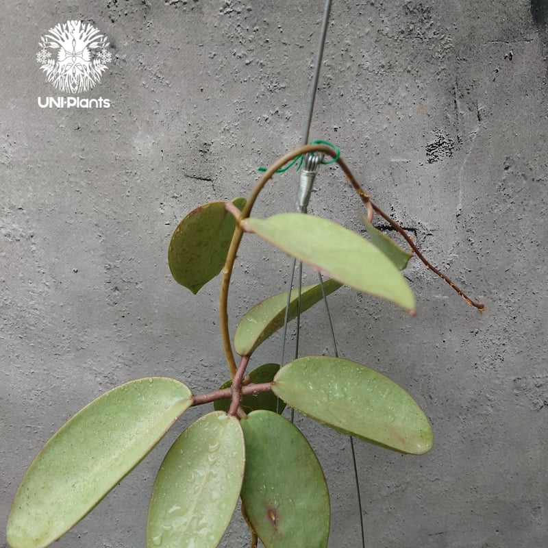 Hoya Silver dollar ホヤ シルバー ダラー ホヤ 希少 ホヤ植物