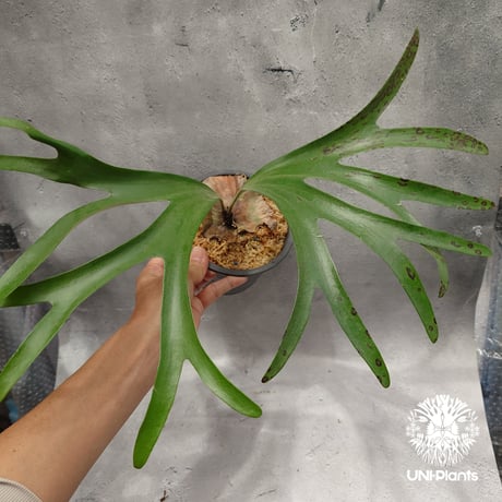 platyceriumalcicorne | STORES