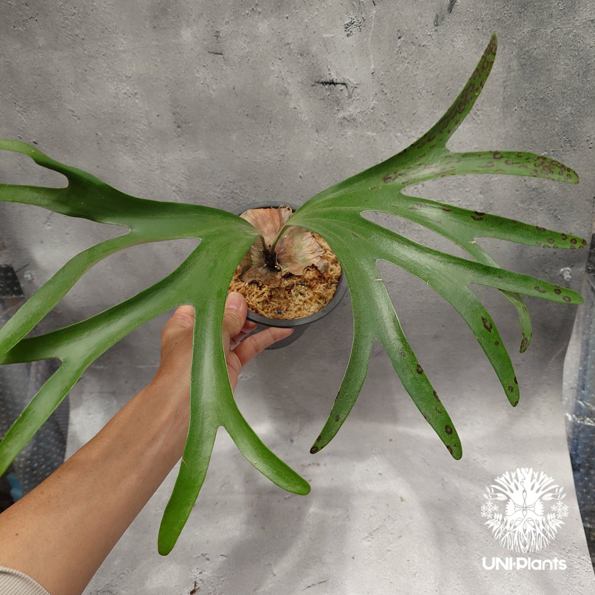 Platycerium alcicorne var.Madagascar ビカクシダ アルシコ