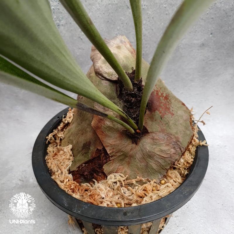 Platycerium alcicorne var.Madagascar ビカクシダ アルシコ