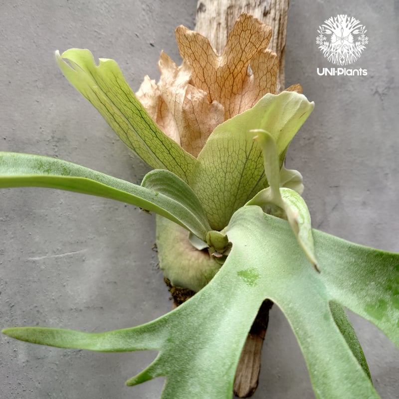 ビカクシダ ウィリンキーcv.バリ Platycerium willinckii cv.Bal