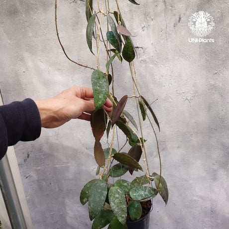CATEGORY ホヤ植物(Hoya) | UNI-Plants ビカクシダ、ホヤ植物 CATEGORY ホヤ植物(Hoya) | UNI-Plants ビカクシダ、ホヤ植物