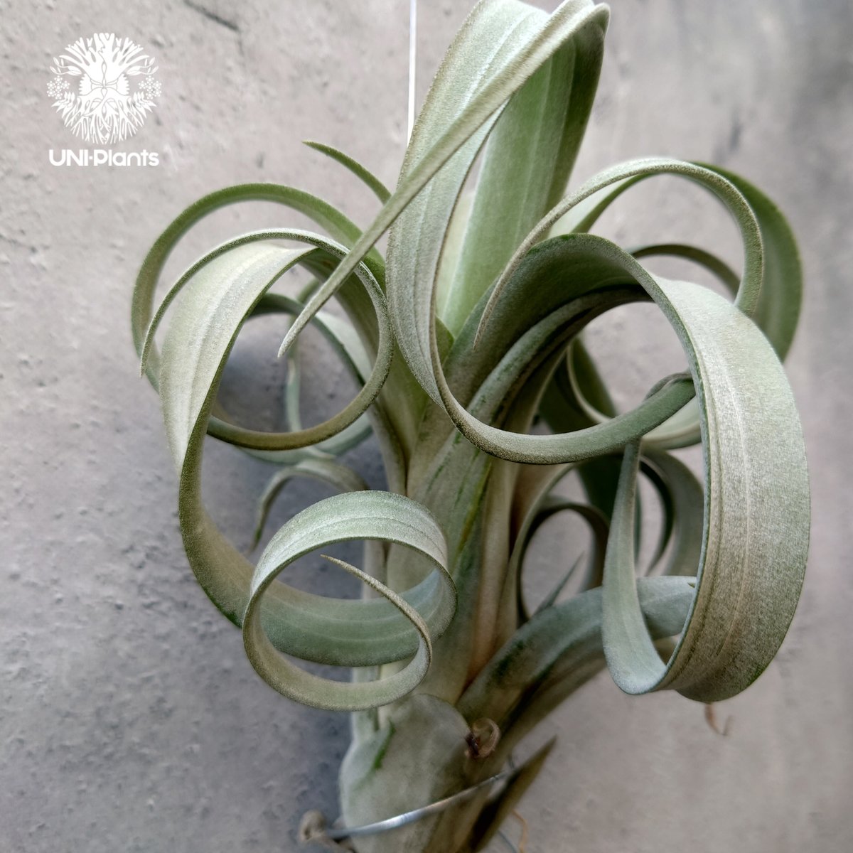 Tillandsia Curly slim チランジア カーリースリム Hybrid-Till