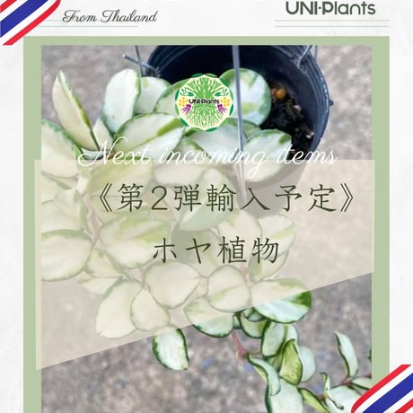 CATEGORY ホヤ植物 (Hoya) | UNI-Plants ビカクシダ、ホヤ植物、着生