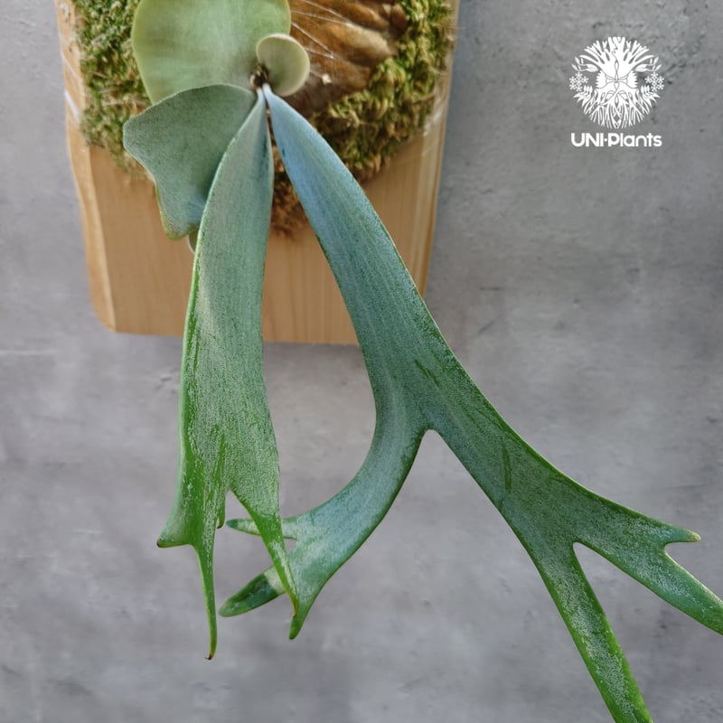 ビカクシダ ウィリンキーcv.インドネシア Platycerium