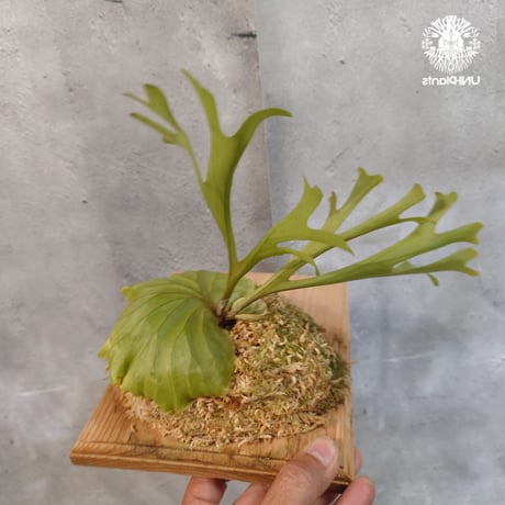 【国内繁殖株・一点物】Platycerium ridleyi | ビカクシダ リドレイ｜ビカクシダ原種｜Platycerium