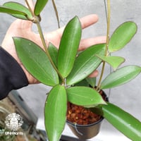 限定1株入荷 Hoya New hybrid Erythina x unknown ホヤ植物 ホヤの花 希少 レア つる性植物