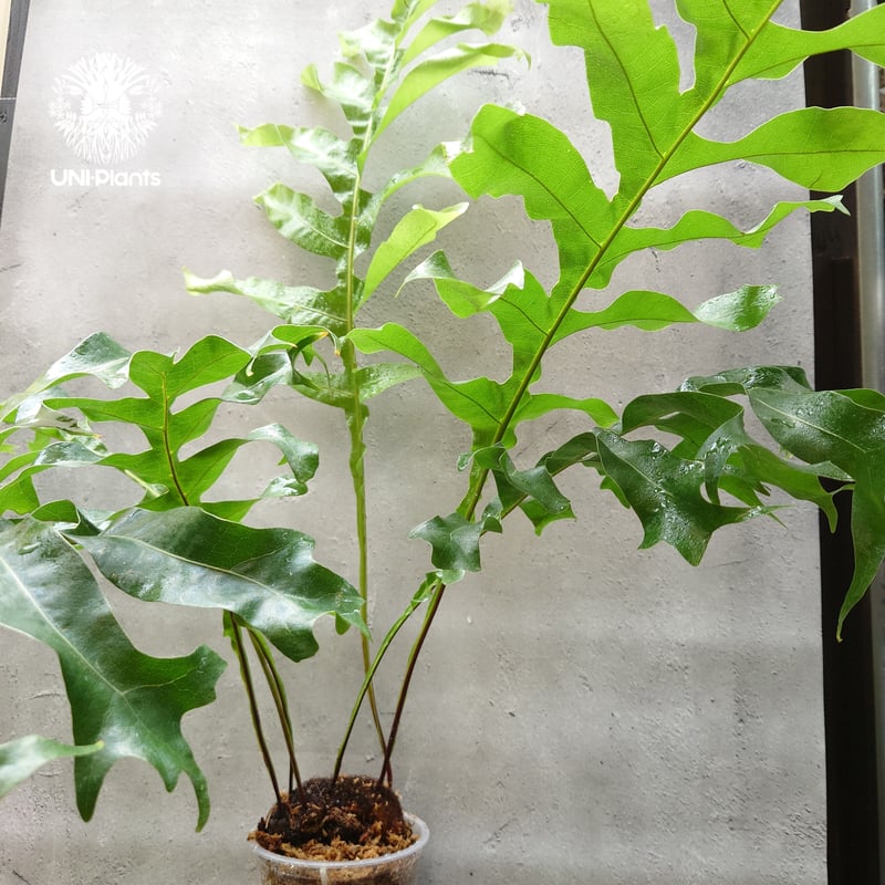 観葉植物 ドリナリア ワイルド山採り・ビカクシダ・NO'C