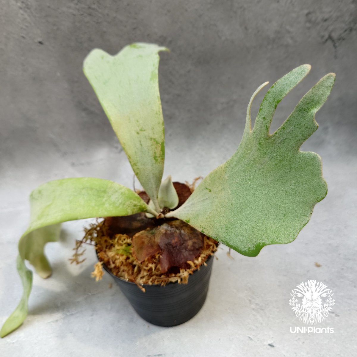 P. Raider, P. willinckii Sri Pueak, P. andinum