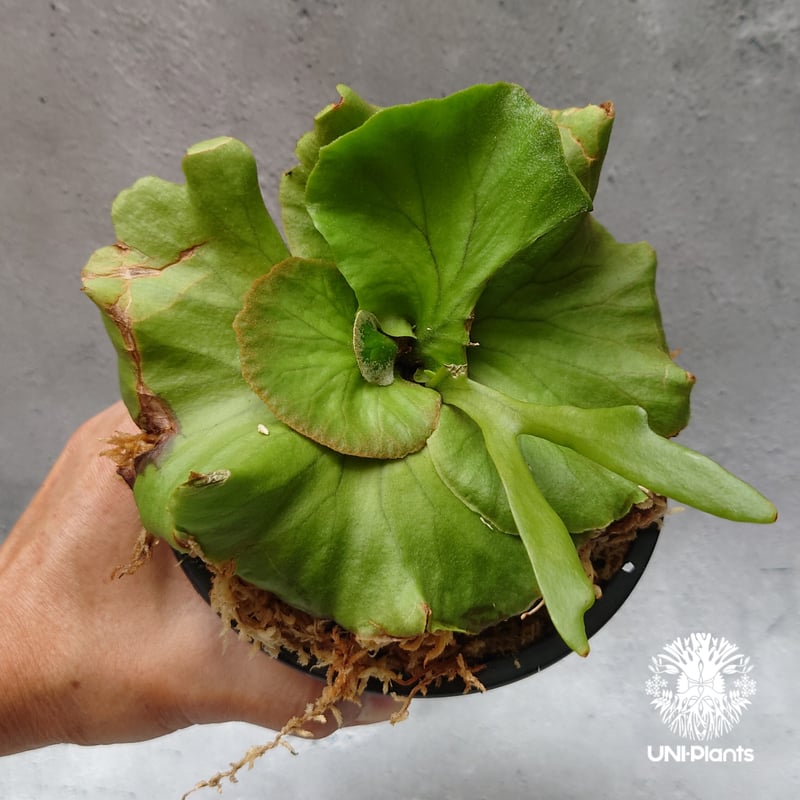 ビカクシダ キッチャクード シンリーフ Platycerium Kitshakood