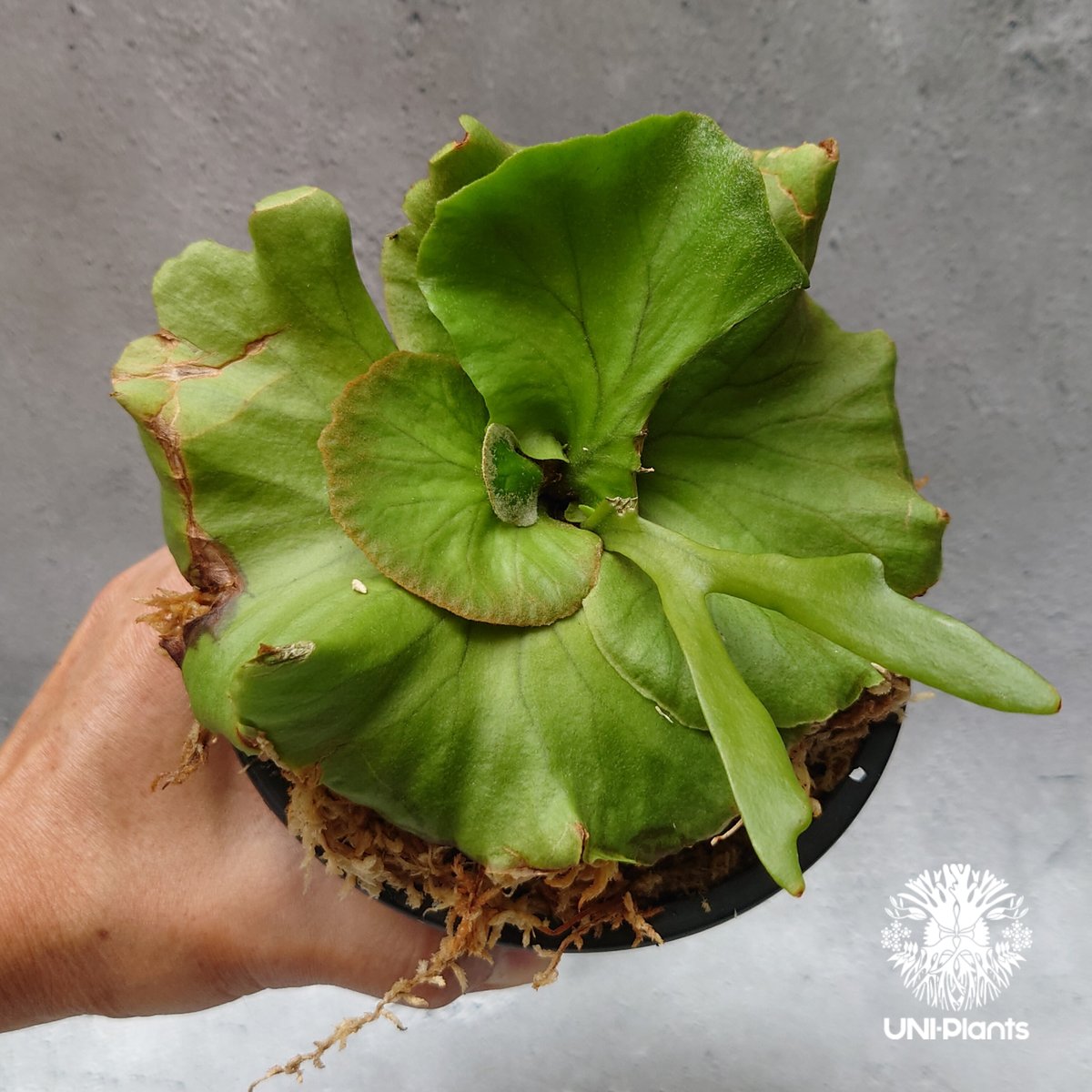 ビカクシダ KEN3 ビカクシダ キッチャクード シンリーフ Platycerium