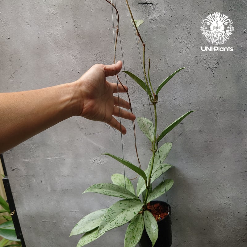 Hoya Pubicalyx silver ghost 希少 ホヤ プビカリクス シルバー Hoya Pubicalyx silver ghost 希少 ホヤ プビカリクス シルバー