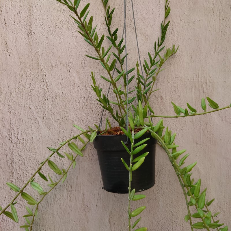 ホヤ　エングリアナ抜き苗 ホヤ エングレリアナ Hoya engleriana ホヤ植物 植物 珍奇植物