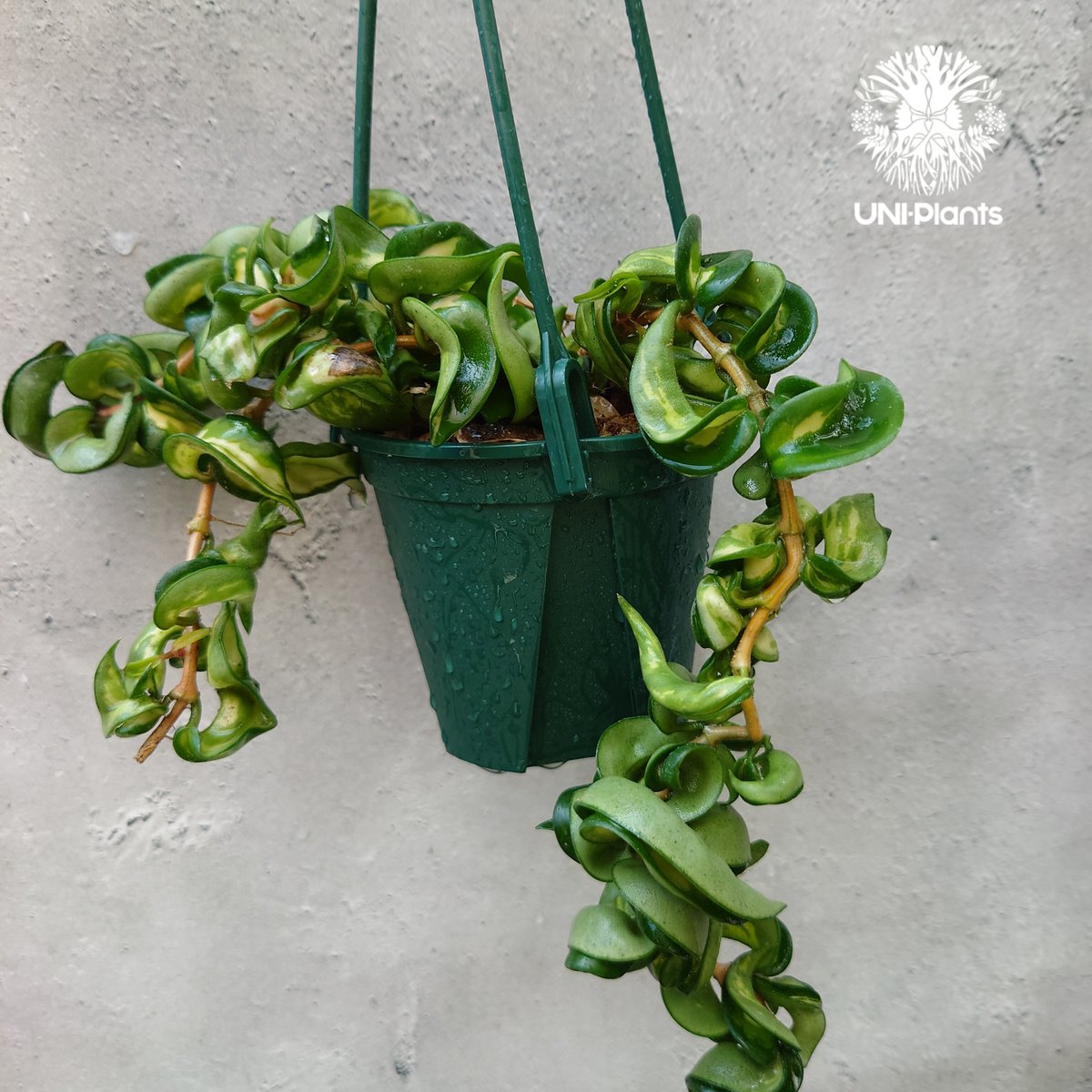 805 斑入り　ホヤ　カルノーサCV.\"コンパクタ\" バリエガタ 中斑Hoya ホヤ カルノーサ コンパクタ 斑入り 3号 バリエガータ くるくる