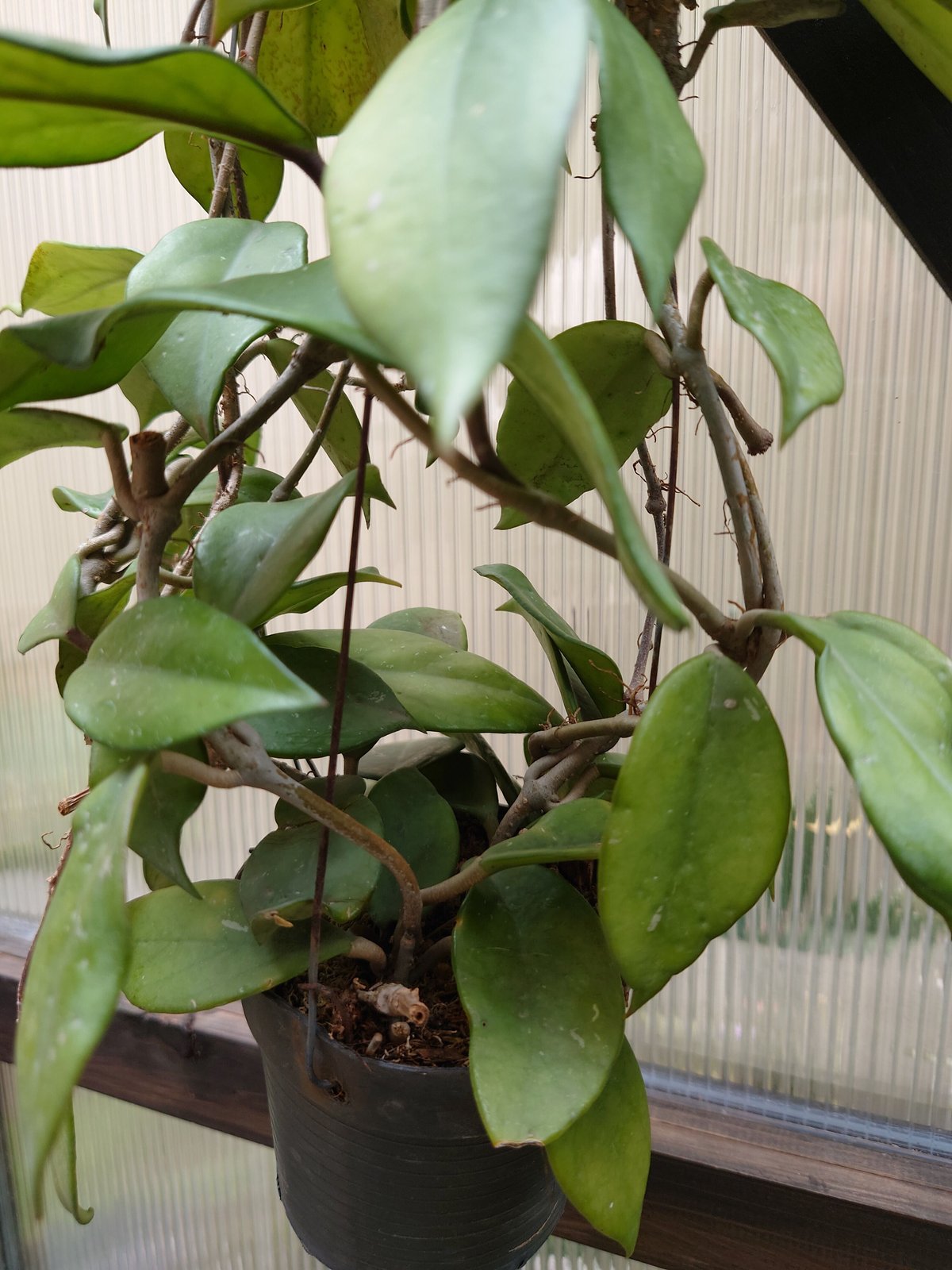 ホヤ プビカリクス ロイヤル ハワイアン パープル ホヤ植物 植物