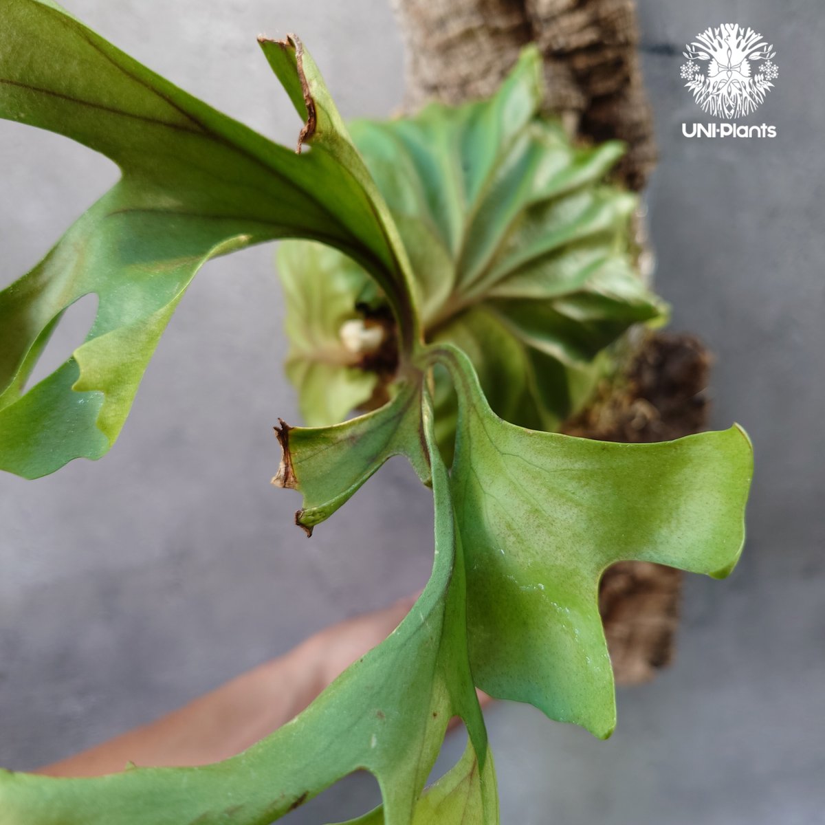 ビカクシダ リドレイ コルクチューブ着生 Platycerium Ridleyi