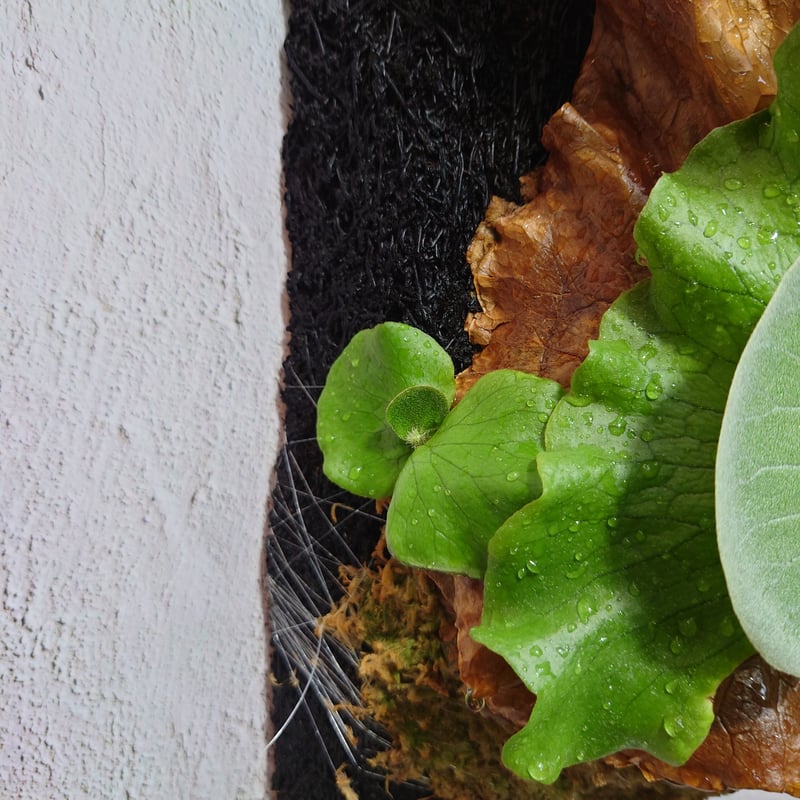 特価】ビカクシダ エレファントティス へご板付け