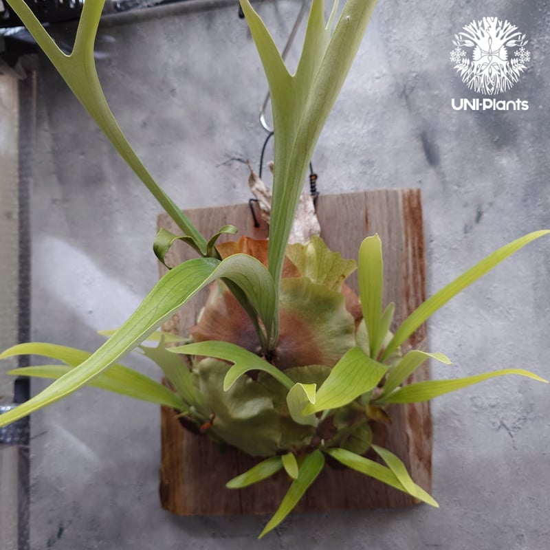 Platycerium sp.(pup) ビカクシダ 品種不明 ビカクシダ子株 シダ植物