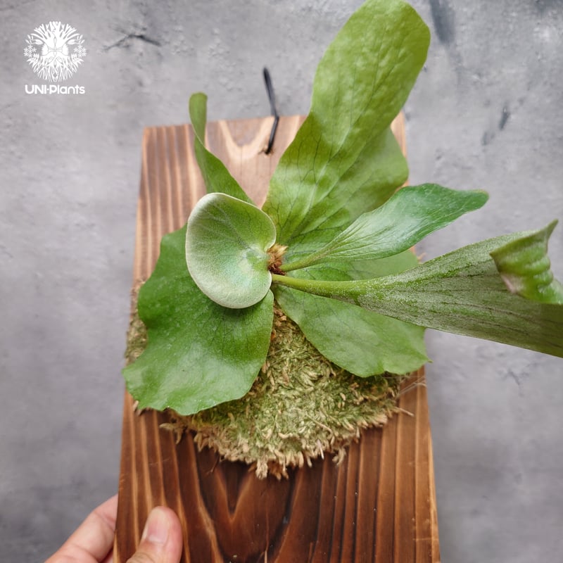 ビカクシダ ステマリア Platycerium stemaria ビカクシダ原種 シダ植物