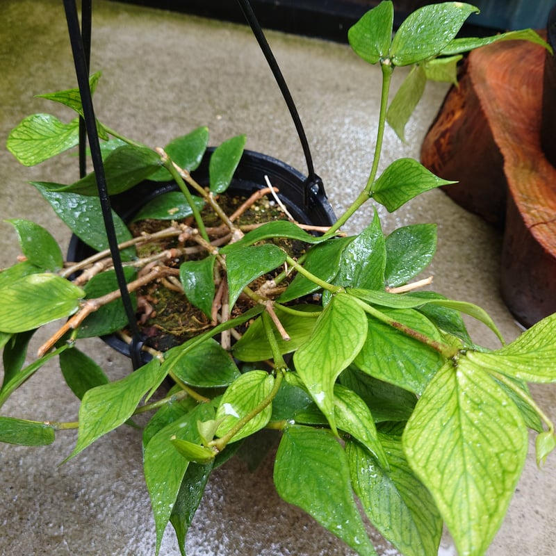 怪奇植物　シルバー人魚ホヤ Hoya polyneura broget 怪奇植物 シルバー人魚ホヤ Hoya polyneura broget Hoya