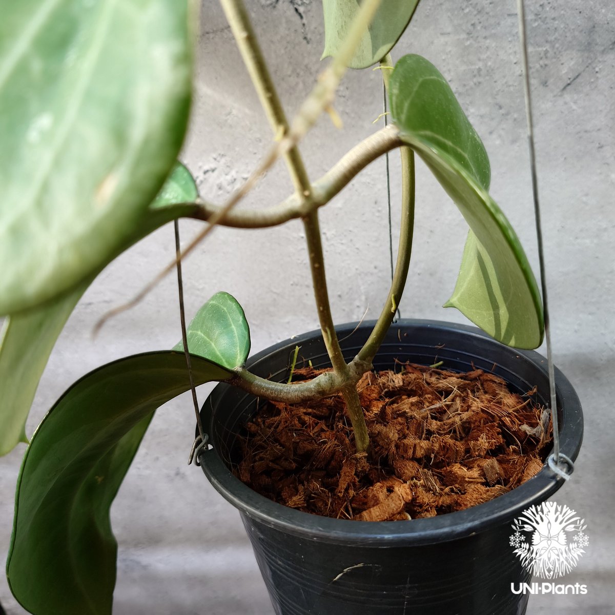 Hoya Latiforia wild ホヤ ラティフォリア ワイルド株 大ぶり!! ホヤ 植