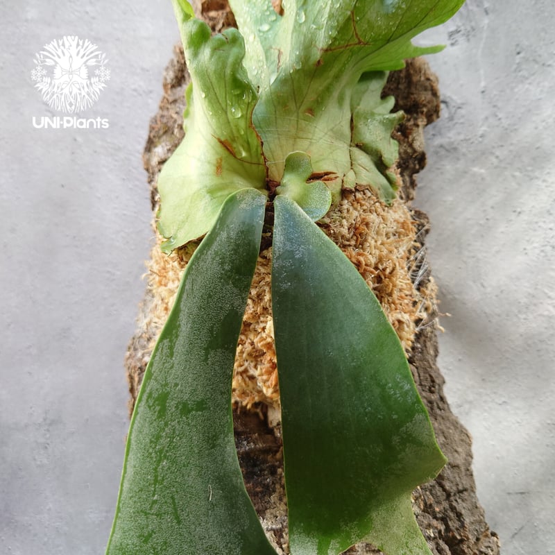 Platycerium willinckii 'W.A.Manda ビカクシダ ウィリンキー