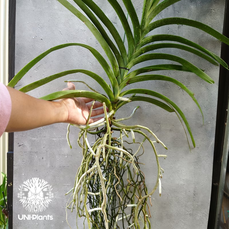 バンダ 洋蘭 Vanda orchid 大株 ラン 蘭 花が綺麗な洋ラン | UNI