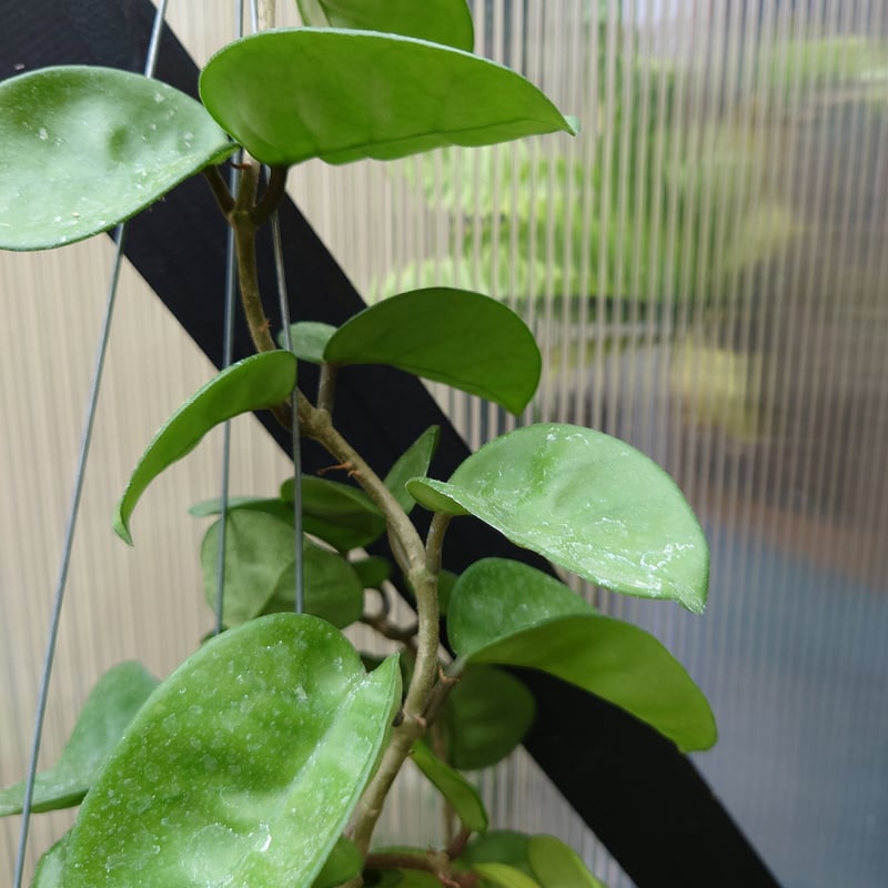 ホヤ カルノーサ クリンクル8 サクララン ホヤ植物 植物 珍奇