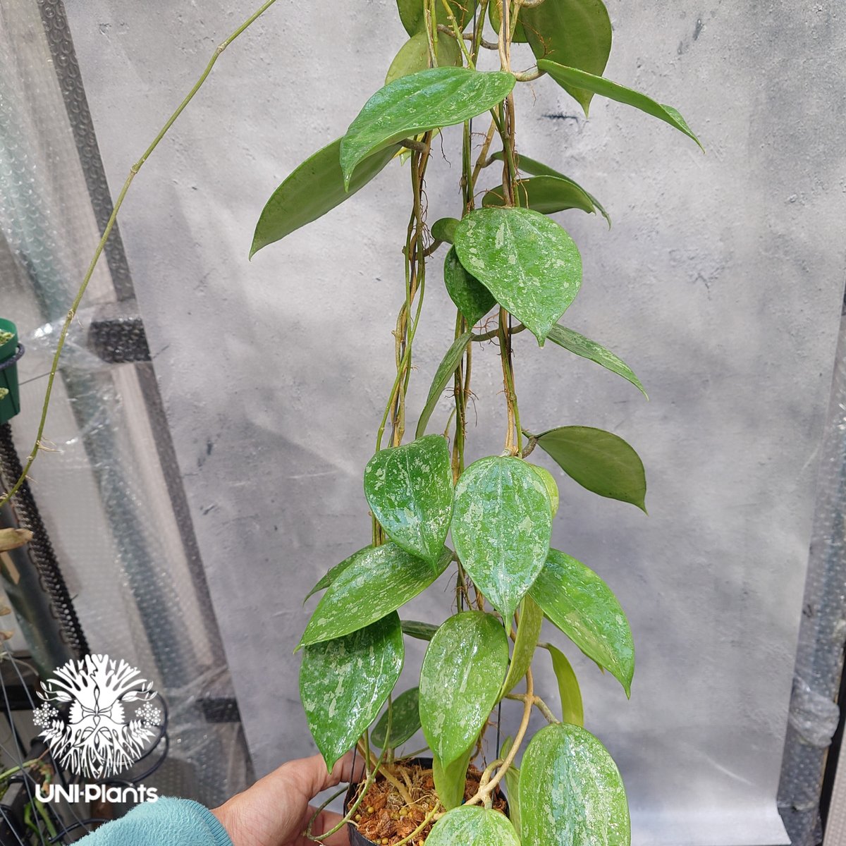 Hoya latifolia Snow Queen（L） ホヤ ラティフォリア スノー クイー