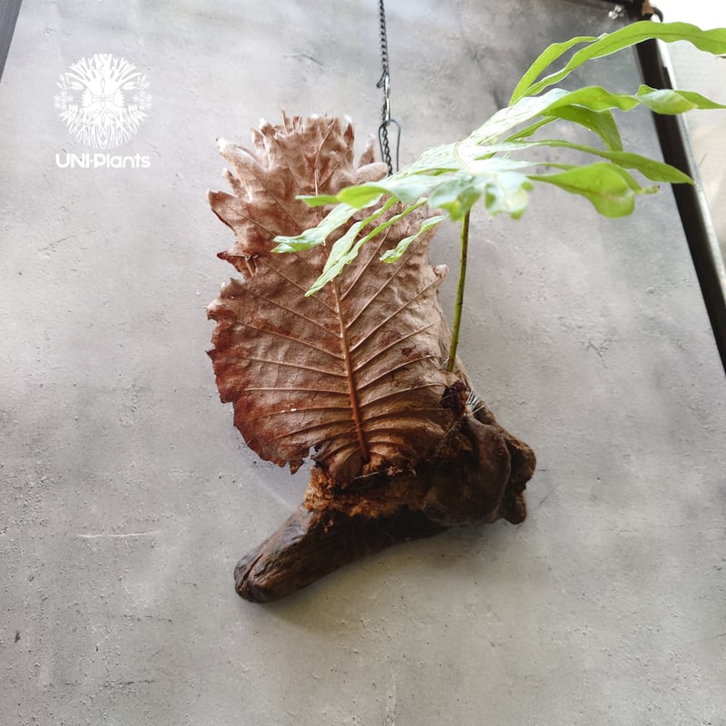 Drynaria quercifolia ドリナリア・クエルシフォリア 流木仕立て 観葉