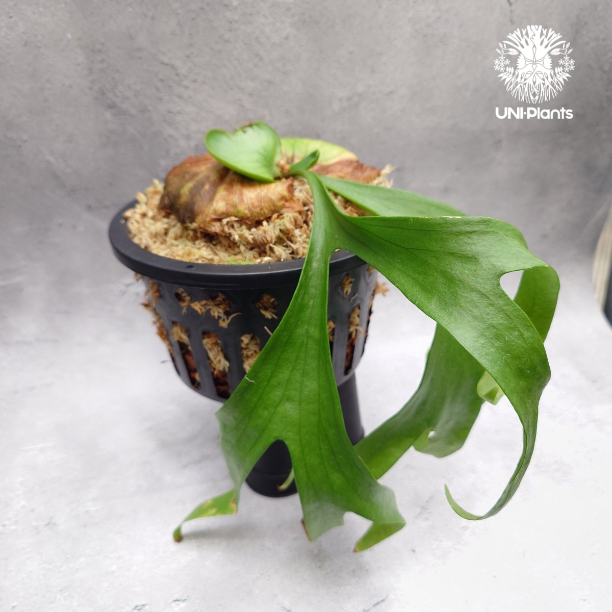 Platycerium coronarium ' Lesasha ' ビカクシダ コロナリウム