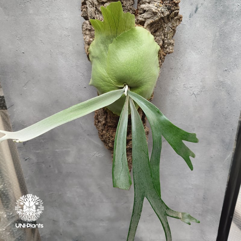 ビカクシダ】P. willinckii YMDS pup【子株】14 Platycerium