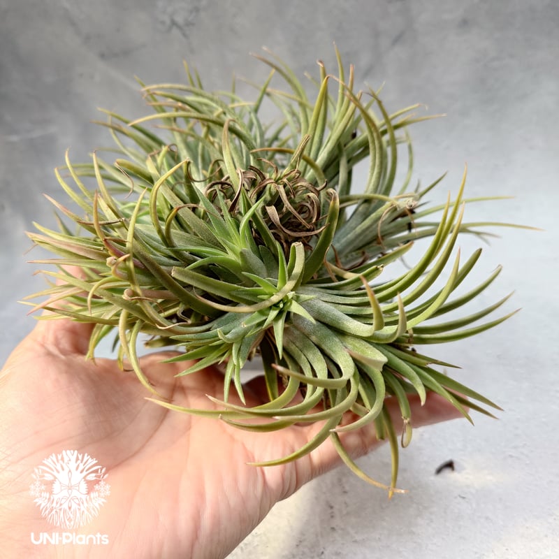 Tillandsia Ionantha (M) チランジア・イオナンタ Tillandsia