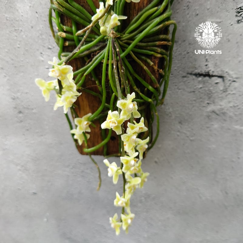 キロスキスタ ビリディフラバ Chiloschista viridiflava 着生植物 珍し