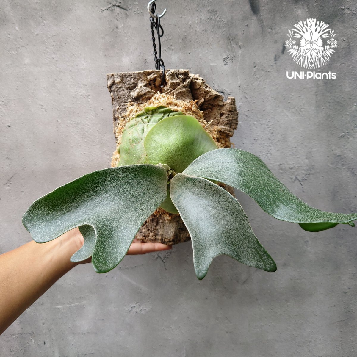 ビカクシダ　P.Nukul P. 'Nukul' ビカクシダ 'ヌクル' | vandaka plants