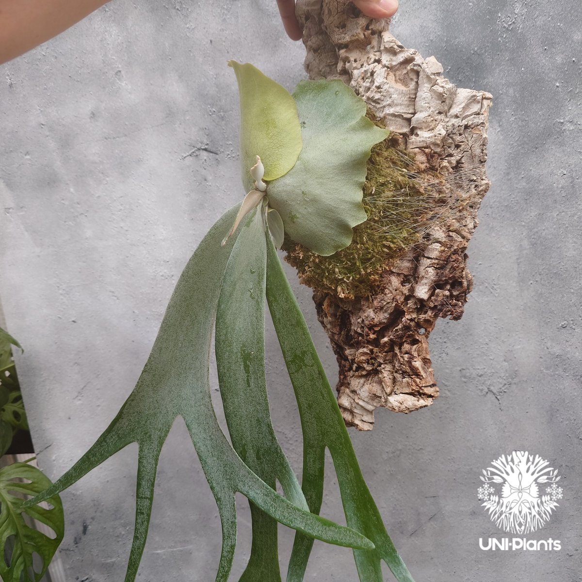 ビカクシダ ウィリンキーcv.インドネシア Platycerium willinckii cv