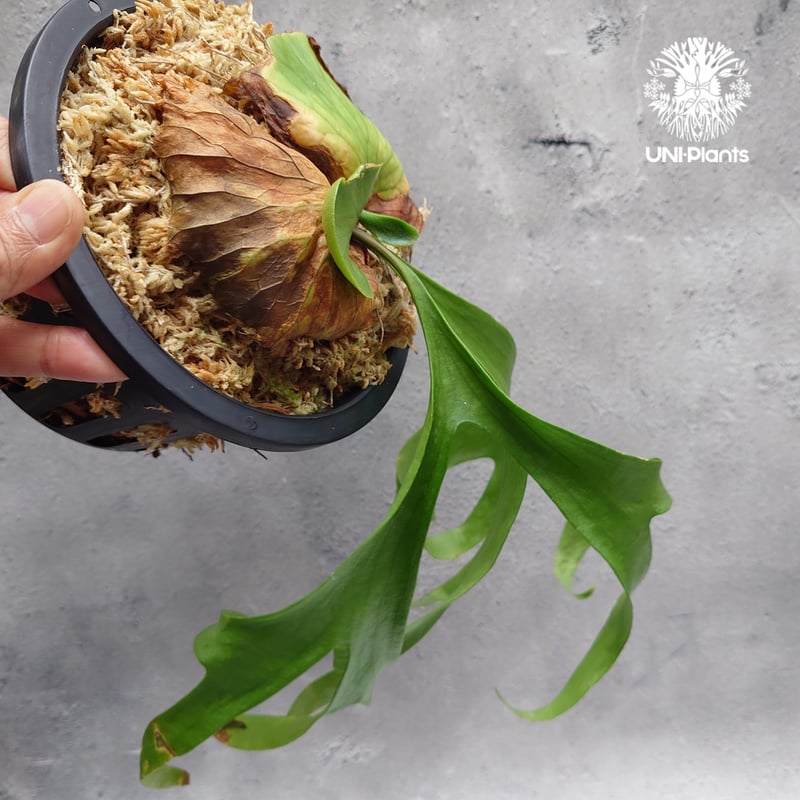 Platycerium coronarium ' Lesasha ' ビカクシダ コロナリウム