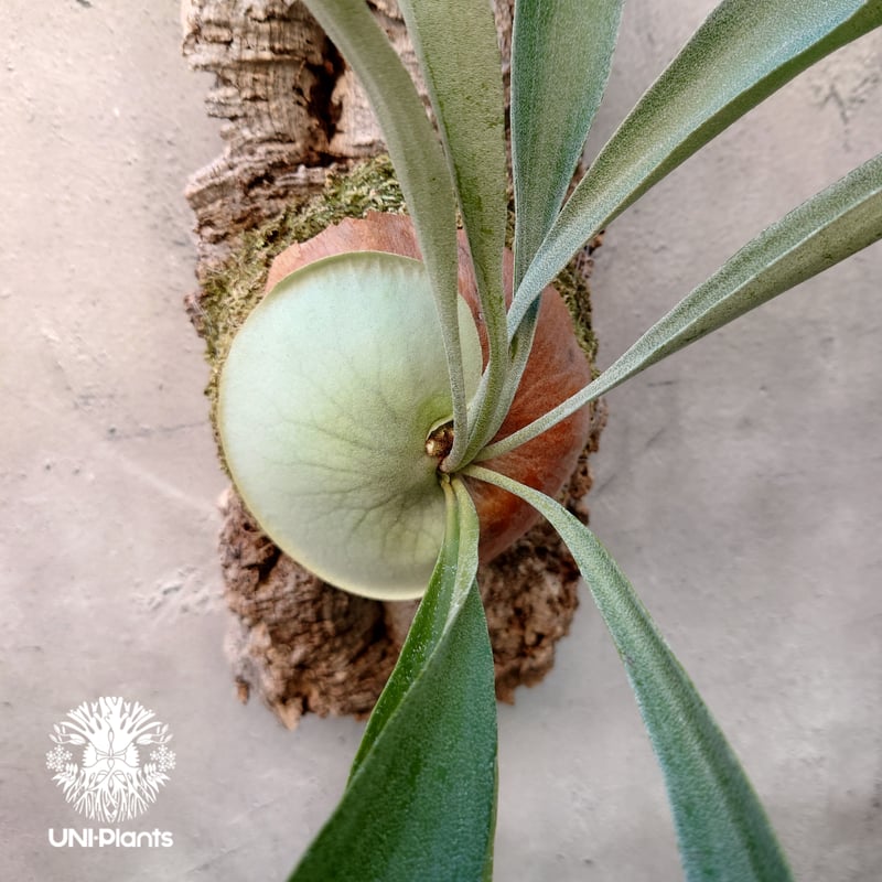 ビカクシダ ビフルカツム Platycerium bifurcatum コウモリラン ビカクシダ ビフルカツム Platycerium bifurcatum コウモリラン