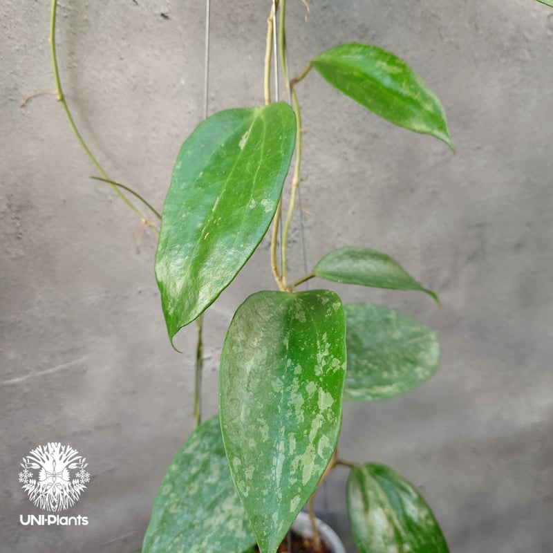 レア ホヤ Hoya latifolia ' Queen'サクララン レア ホヤ Hoya