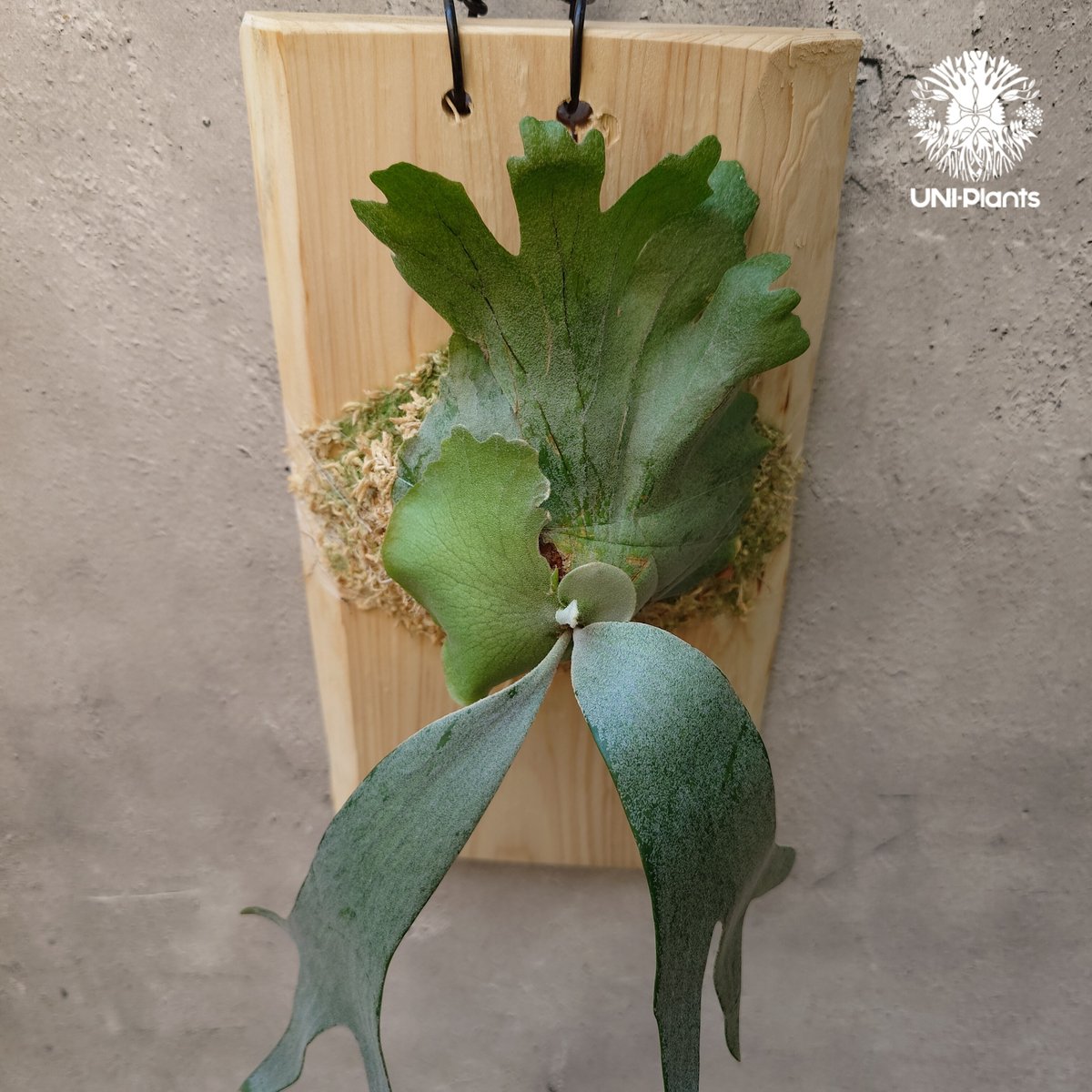 Platycerium willinckii wild East Java (pup) ビカク Platycerium willinckii wild East Java (pup) ビカク