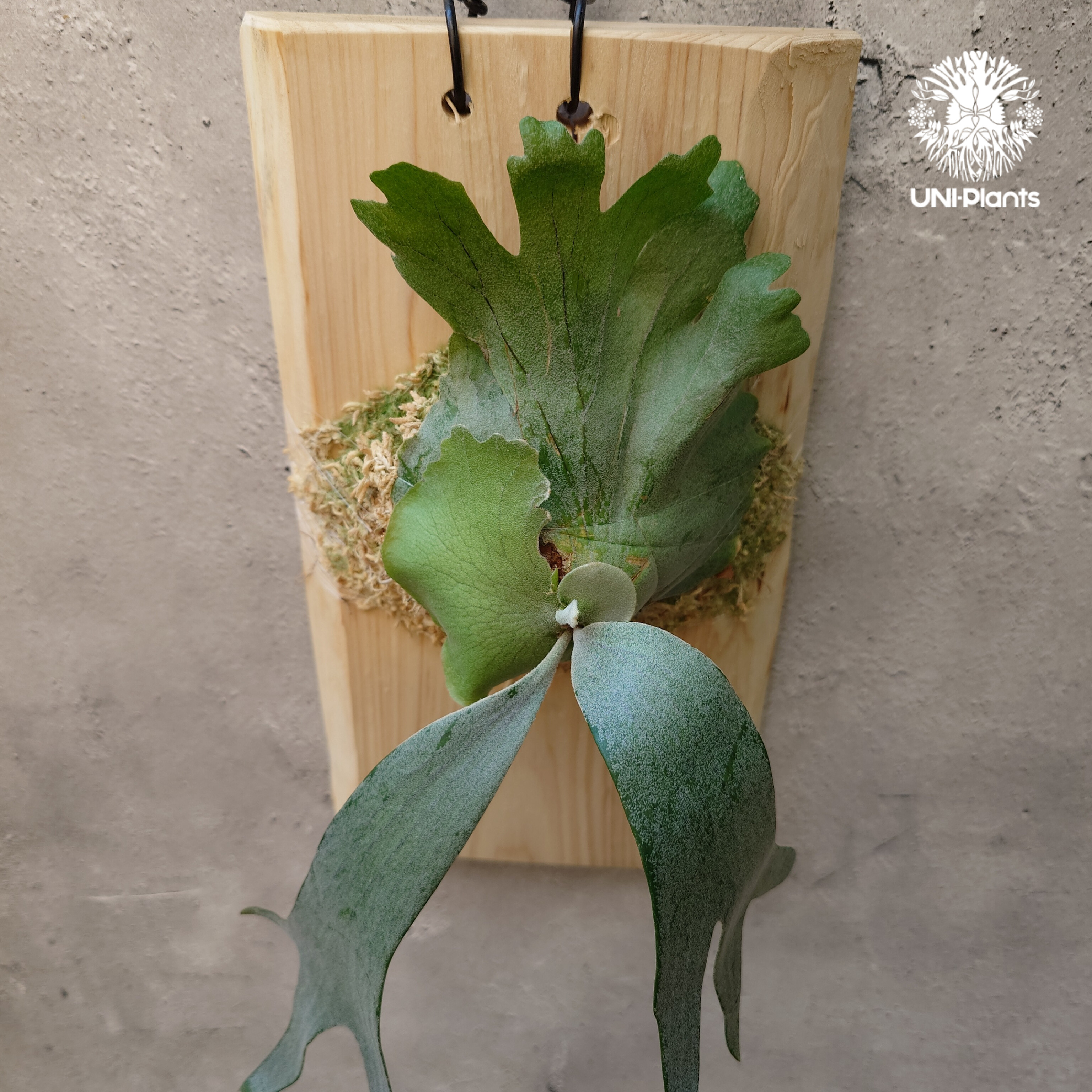 Platycerium willinckii wild East Java (pup) ビカク