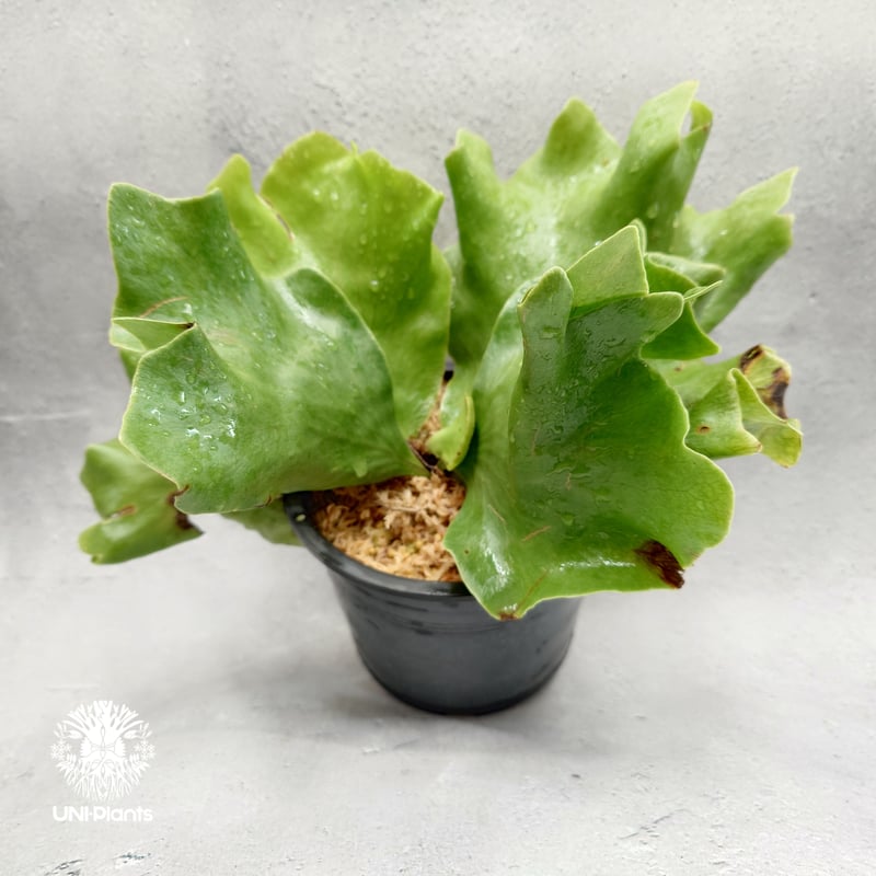 Platycerium Butterfly ビカクシダ バタフライPlatycerium シダ