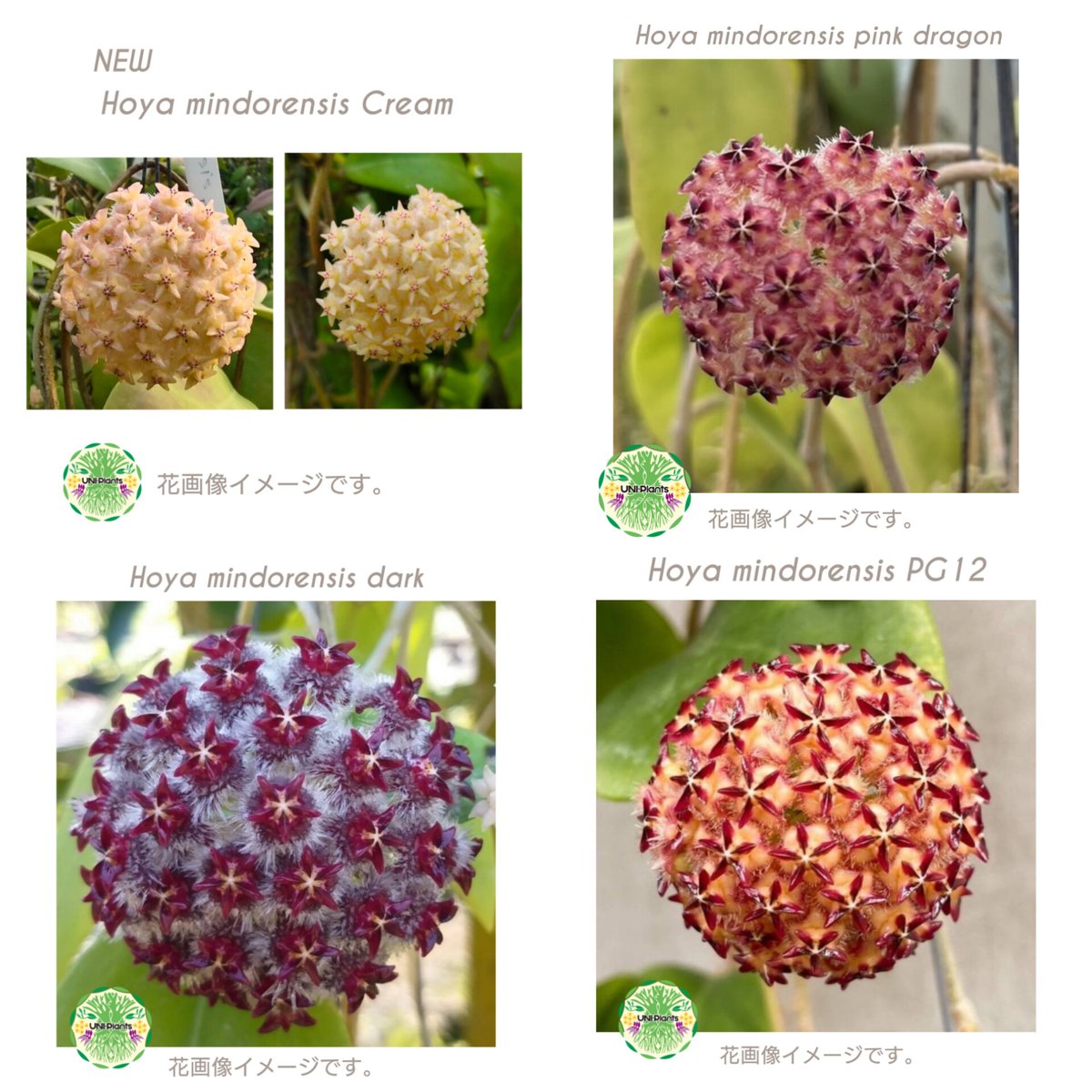 ホヤ ミンドレンシス 4品種販売開始 | UNI-Plants ビカクシダ、ホヤ