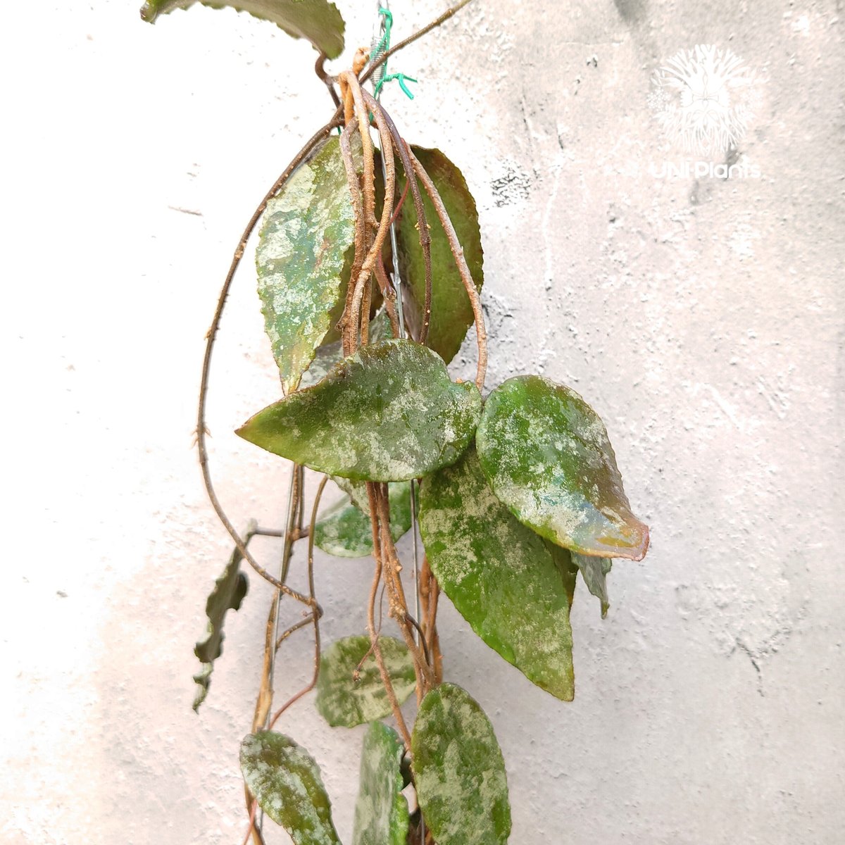 ホヤ カウダータ ゴールド Hoya caudata gold 【公式通販】