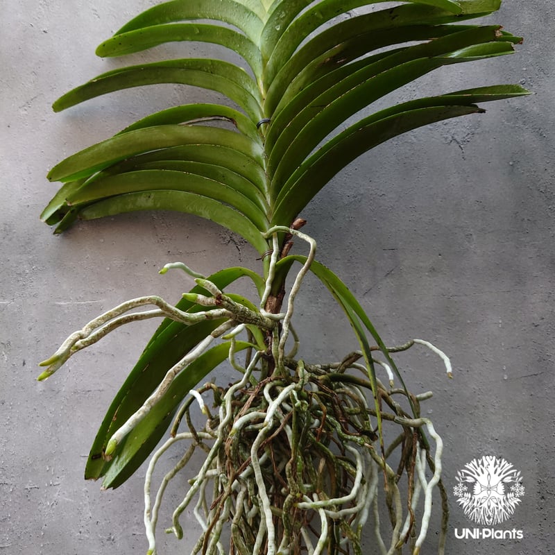 開花間近 バンダ 洋蘭 Vanda orchid 大株 ラン 蘭 花が綺麗な洋