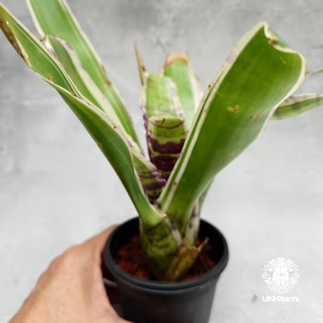 Neoregelia Blueberry Trufflé albo ネオレゲリア  Neoregelia ブロメリア  Bromeliad ブロメリア科ネオレゲリア属